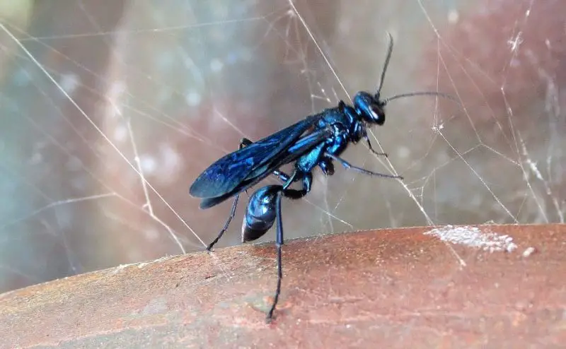 Black Wasps in Texas