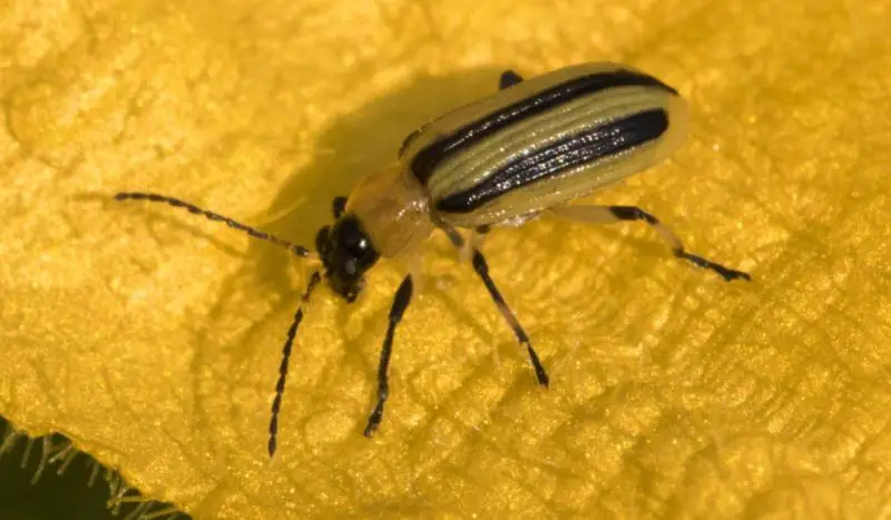 Yellow Beetles with Black Spots