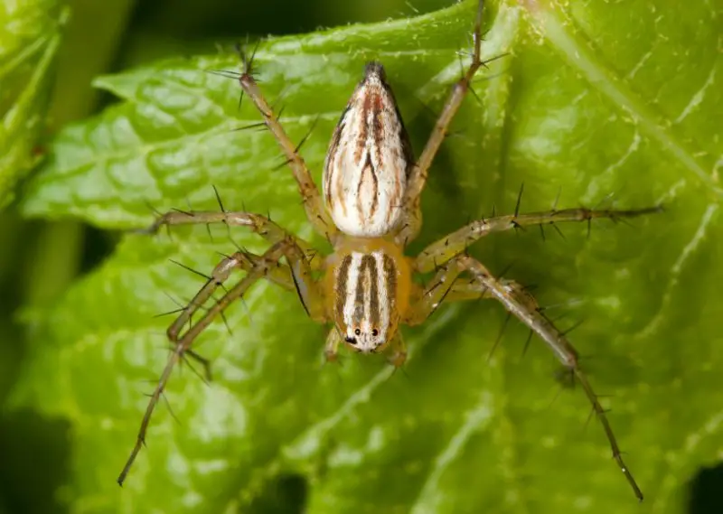 Spiders in California