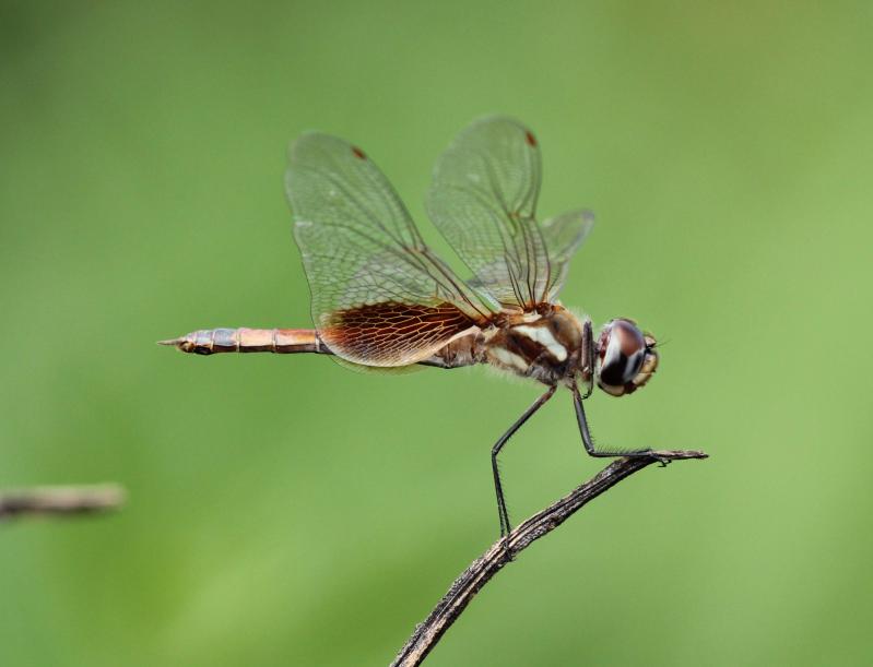 Dragonflies in Massachusetts