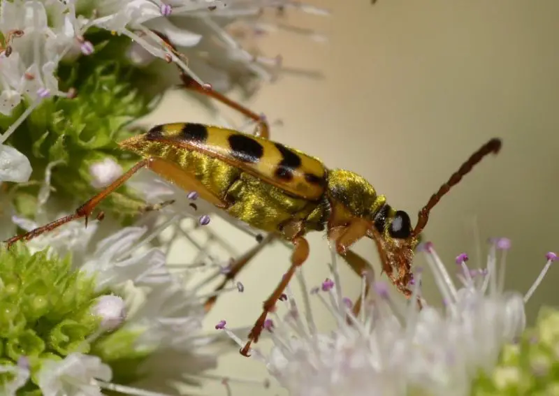 Yellow Beetles with Black Spots