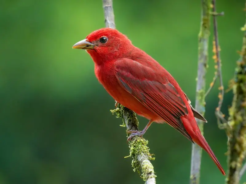 Cardinals in Florida