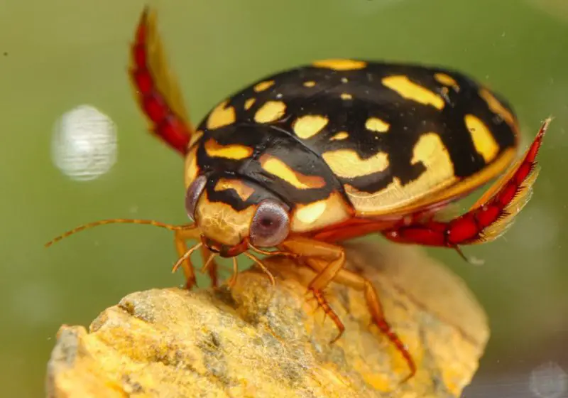 Yellow Beetles with Black Spots