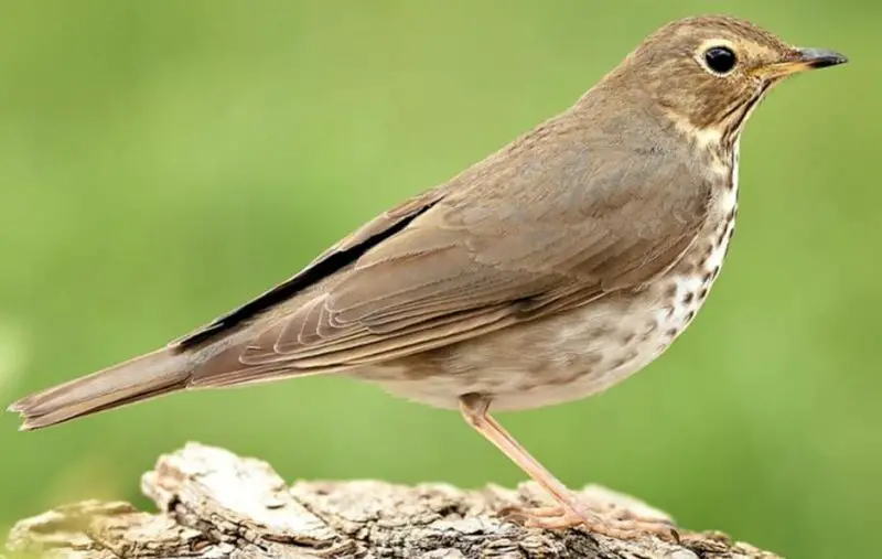 Backyard Birds in Alabama