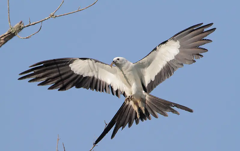 Black Birds with White Stripes on Wings