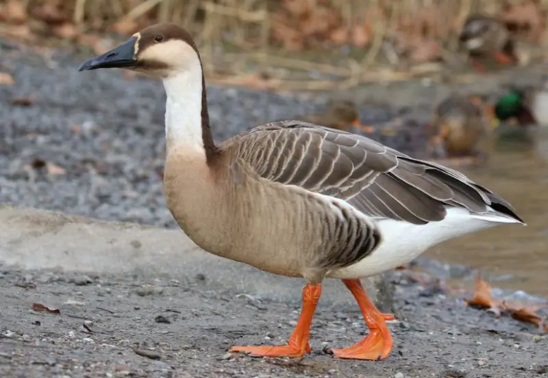 Geese in Oregon