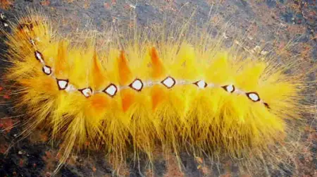 Sycamore Moth