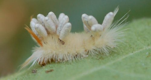 20 Types of White Caterpillars (With Pictures)