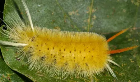 Sycamore Tussock Moth Caterpillar