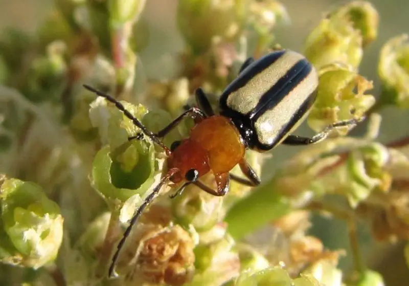 Yellow Beetles with Black Spots