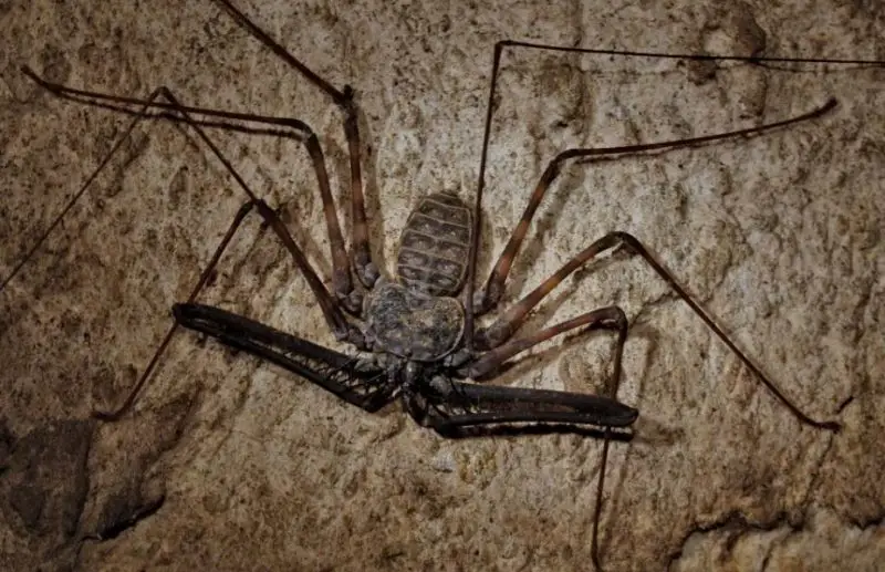 Scorpions in Georgia