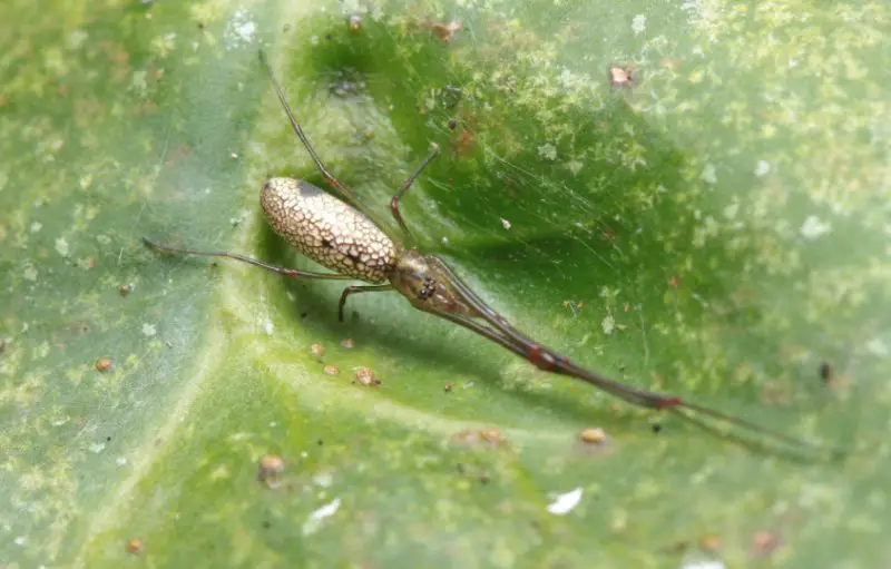 tetragnatha-hawaiensis-800x511-1 Spiders in Arkansas