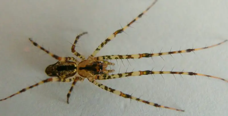 tetragnatha-quasimodo-800x409-1 Spiders in Arkansas