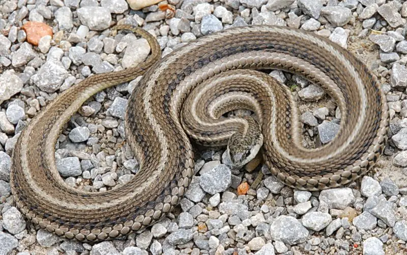 texas-lined-snake-800x502-1-2 Types of Snakes in Oklahoma