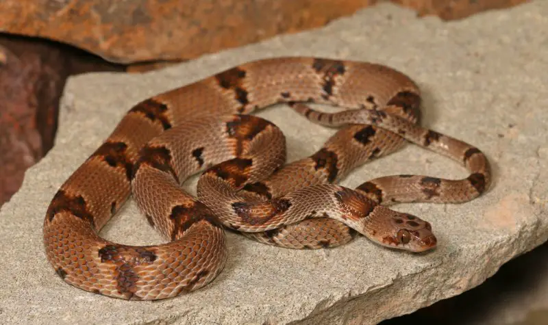 Types of Snakes in Texas