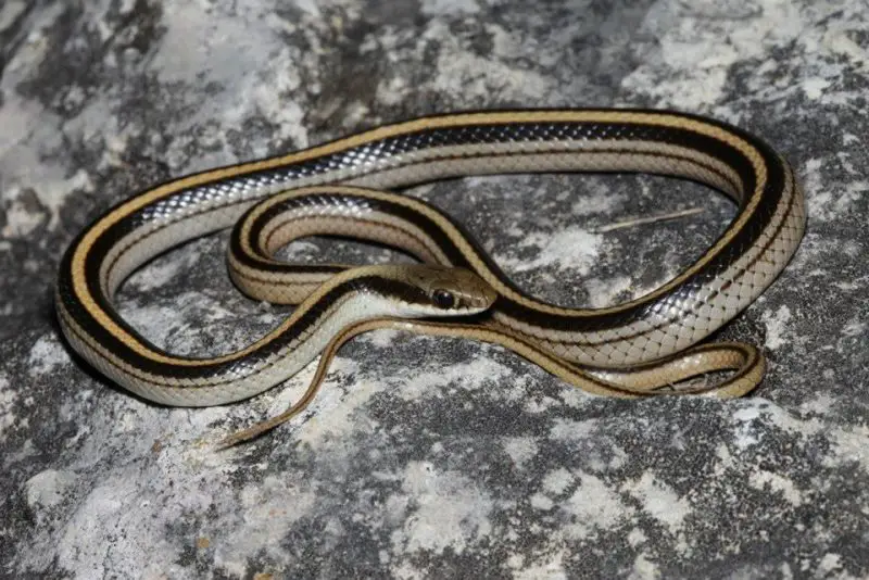 Types of Snakes in Texas