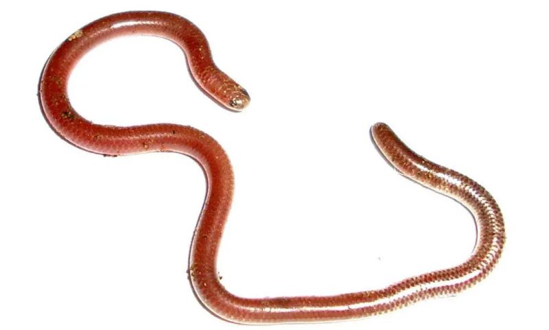 Types of Snakes in Texas