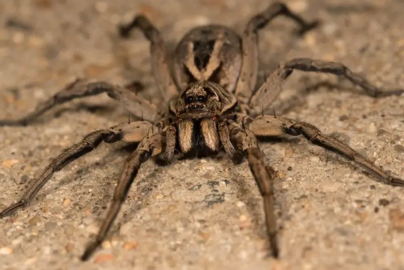 Wolf Spiders in Texas