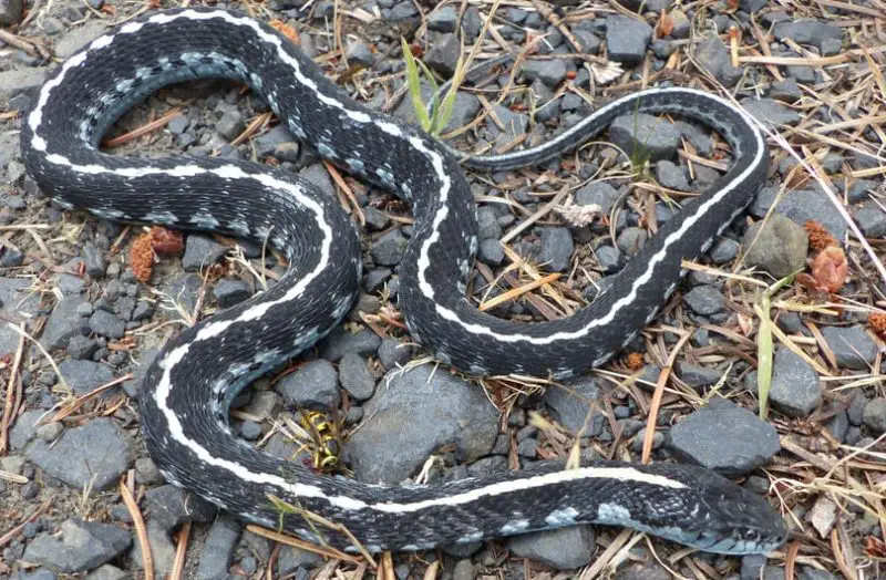 White Snakes With Black Stripes