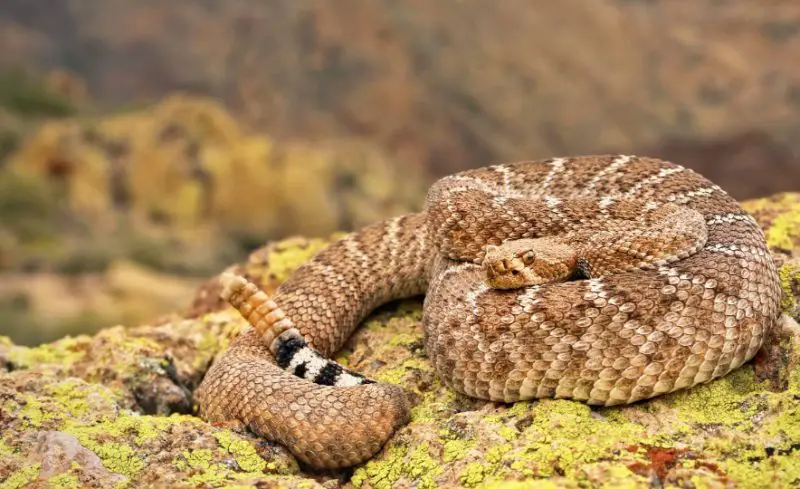 Venomous Snakes in Arizona