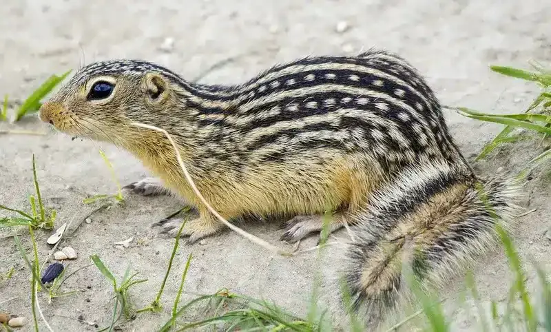 Types of Squirrels in Michigan