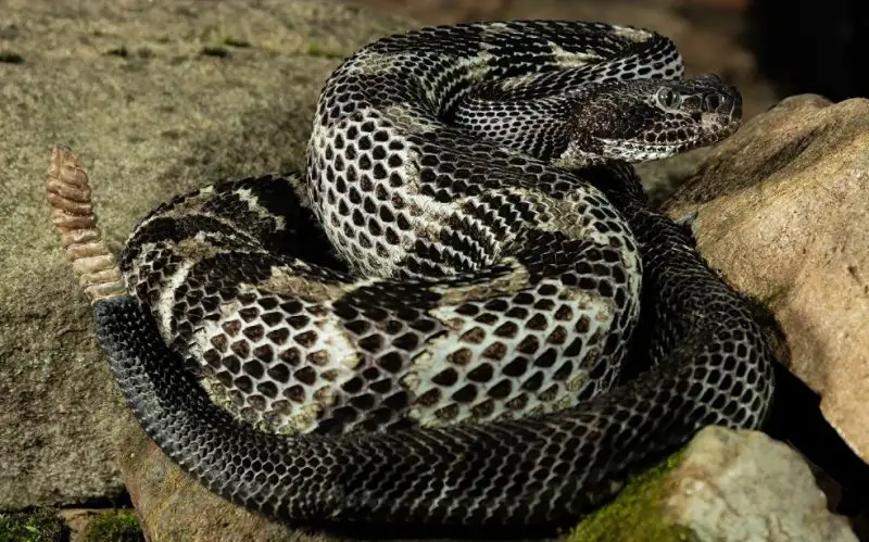 Types of Snakes in Texas