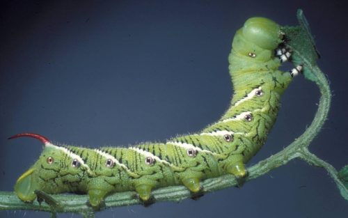 20 Types of Arizona Caterpillars (With Pictures)