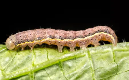 Tomato Moth Caterpillar