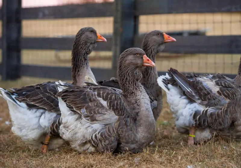 Types of Geese