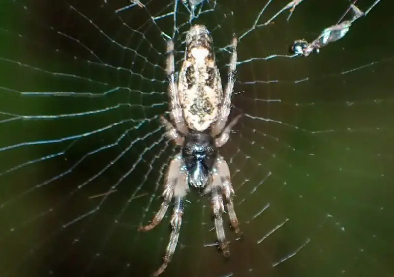 trashline-orbweavers-800x563-1 Spiders in Arkansas