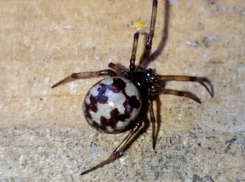 triangulate-combfoot-2-800x595-1 Spiders in Oklahoma