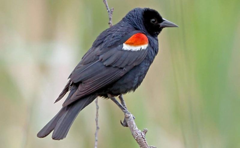 Black Birds with White Stripes on Wings