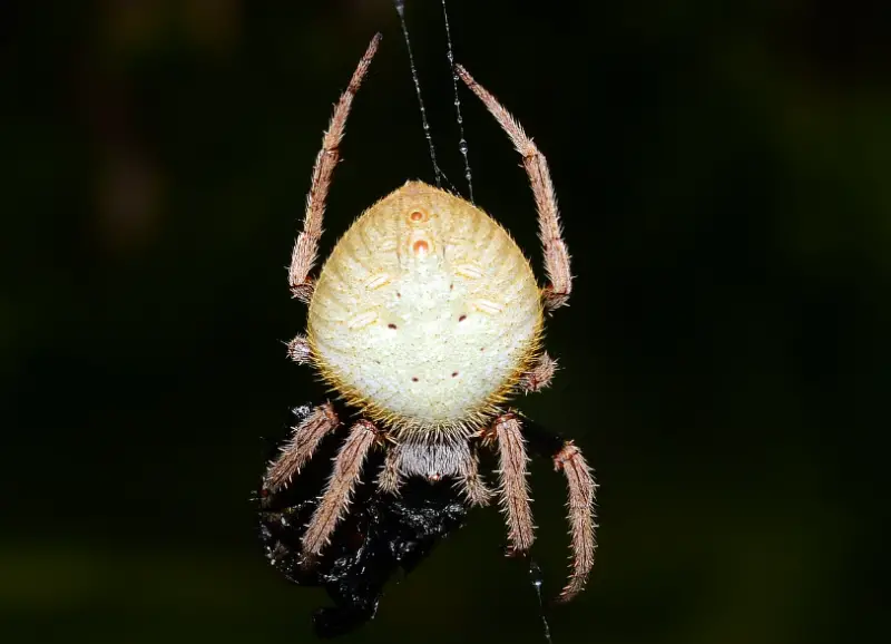 tropical-orbweaver-800x578-1-1 Brown Spiders in Texas