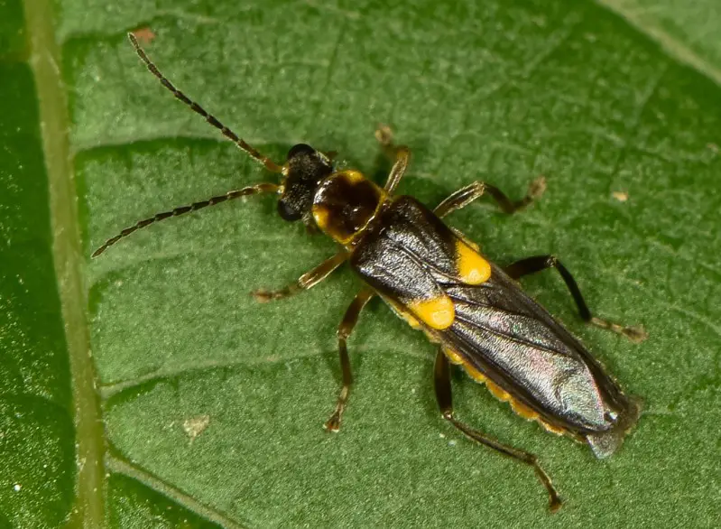 Yellow Beetles with Black Spots