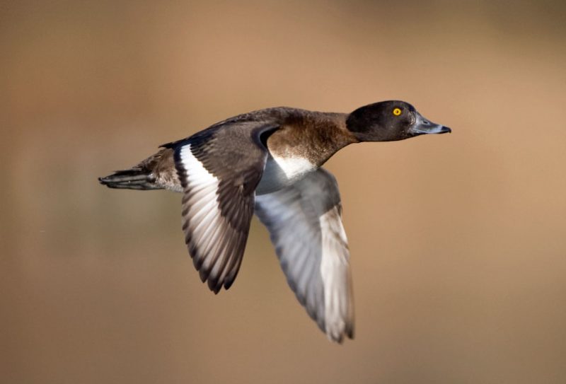 Black Birds with White Stripes on Wings