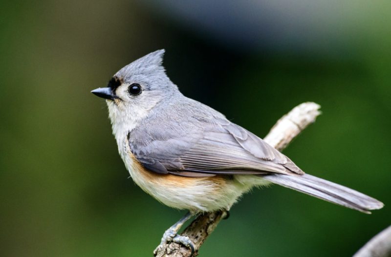 Backyard Birds in Alabama
