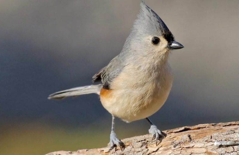 tufted-titmouse-800x519-1-1 Birds in South Carolina