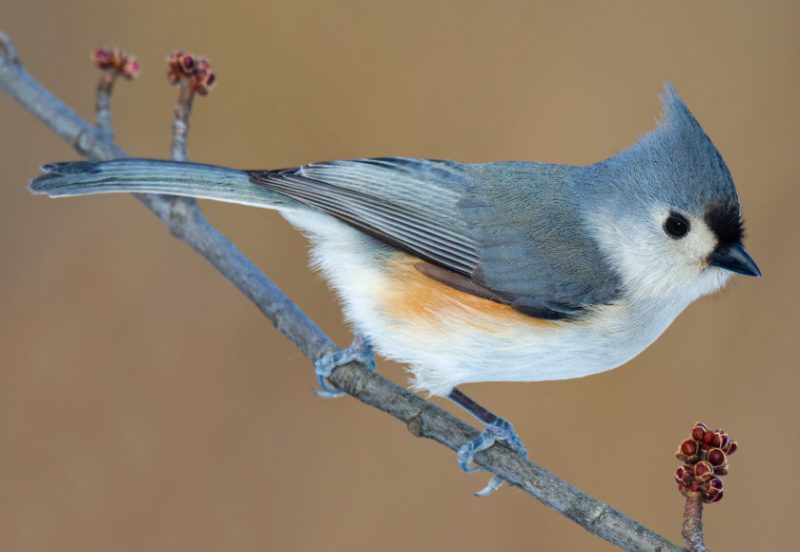 Backyard Birds in Indiana