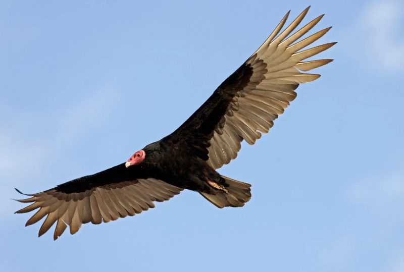 Black Birds with White Stripes on Wings