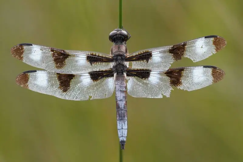 Dragonflies in Massachusetts