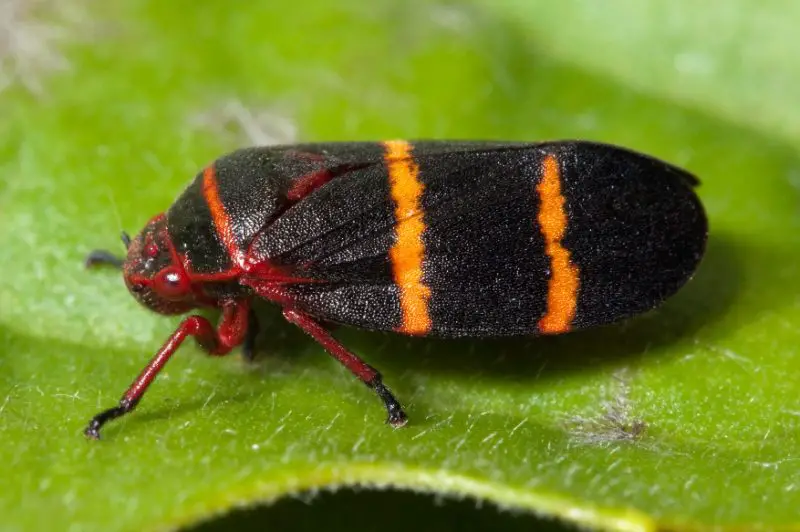 Black and Orange Bugs