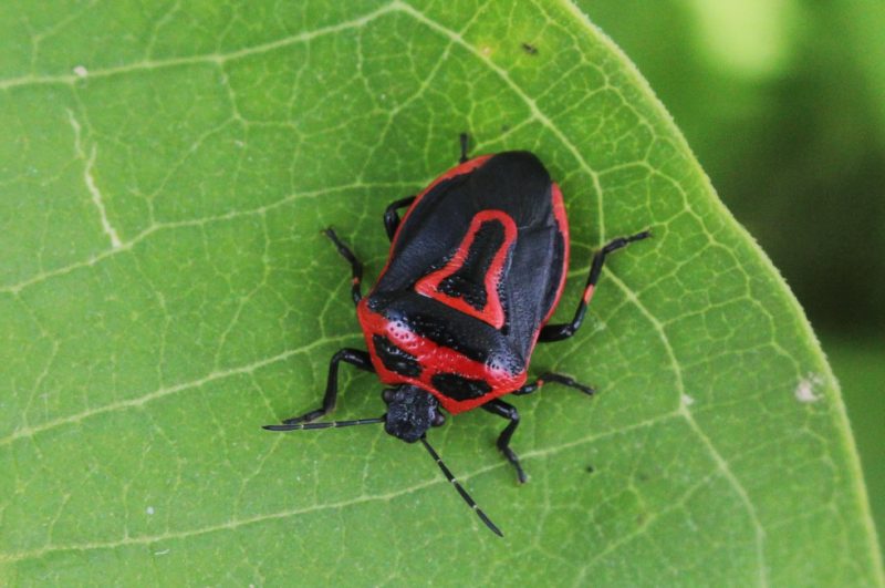 Black and Orange Bugs