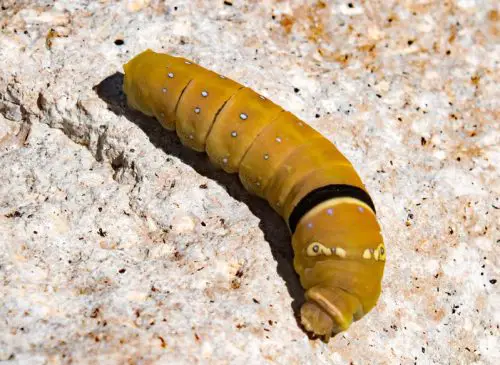 20 Types of Arizona Caterpillars (With Pictures)