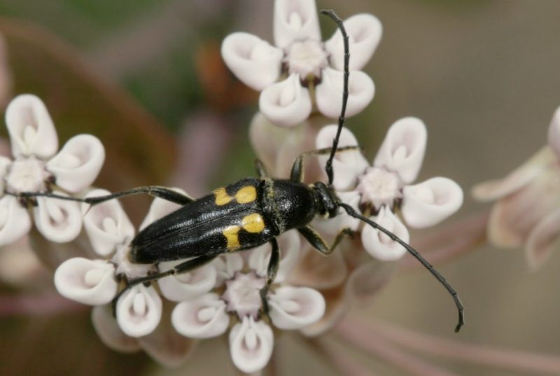 Yellow Beetles with Black Spots