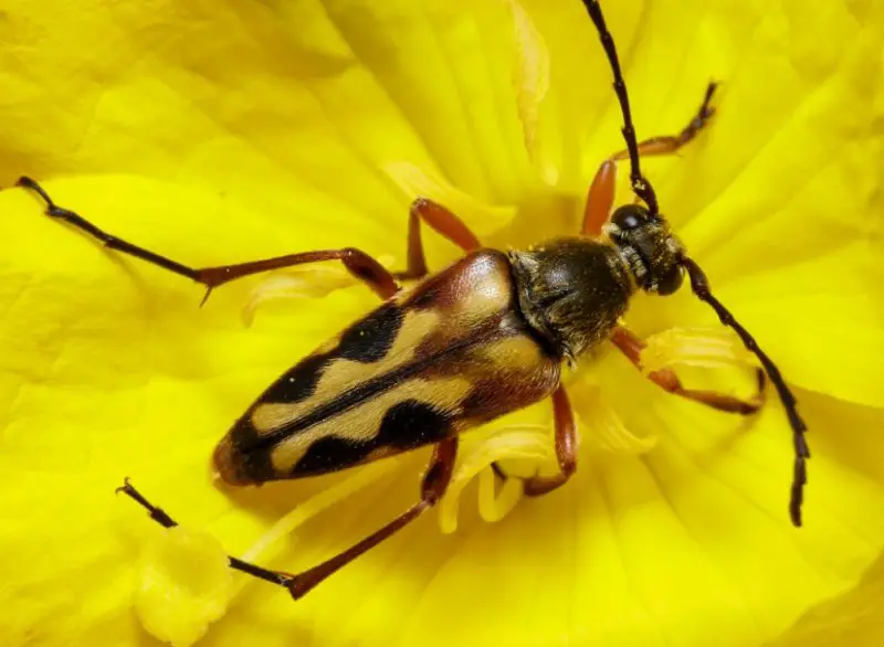 Yellow Beetles with Black Spots