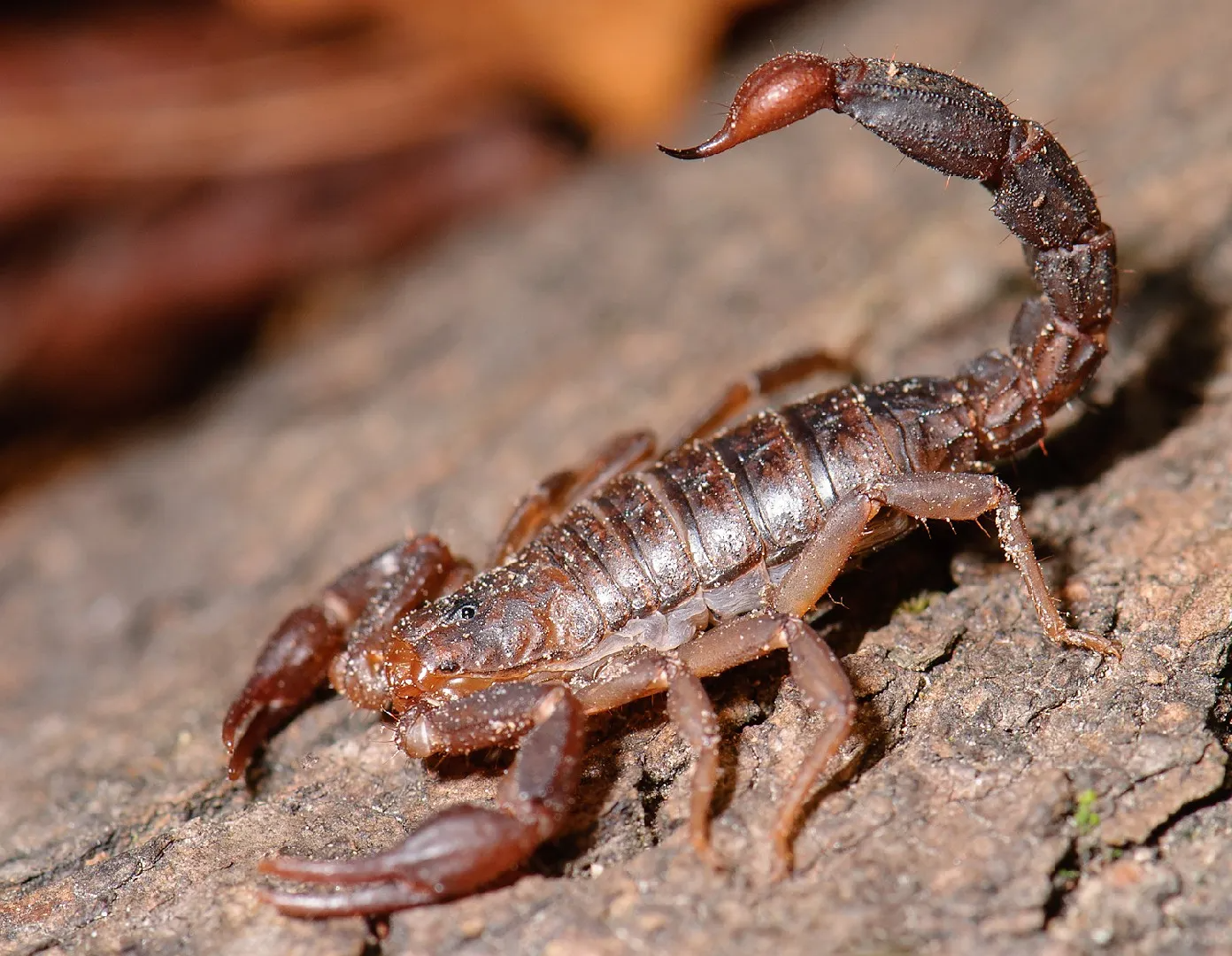 Are There Scorpions in Tennessee
