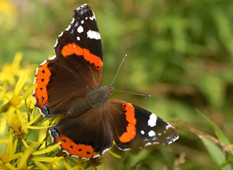 Michigan Butterflies