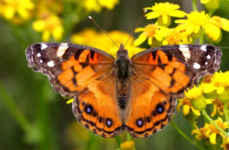 Michigan Butterflies