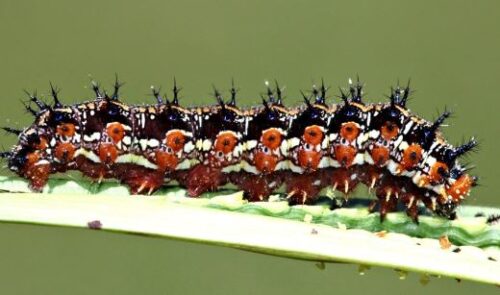 20 Types of Arizona Caterpillars (With Pictures)