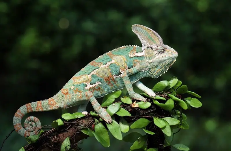 Lizards in Florida